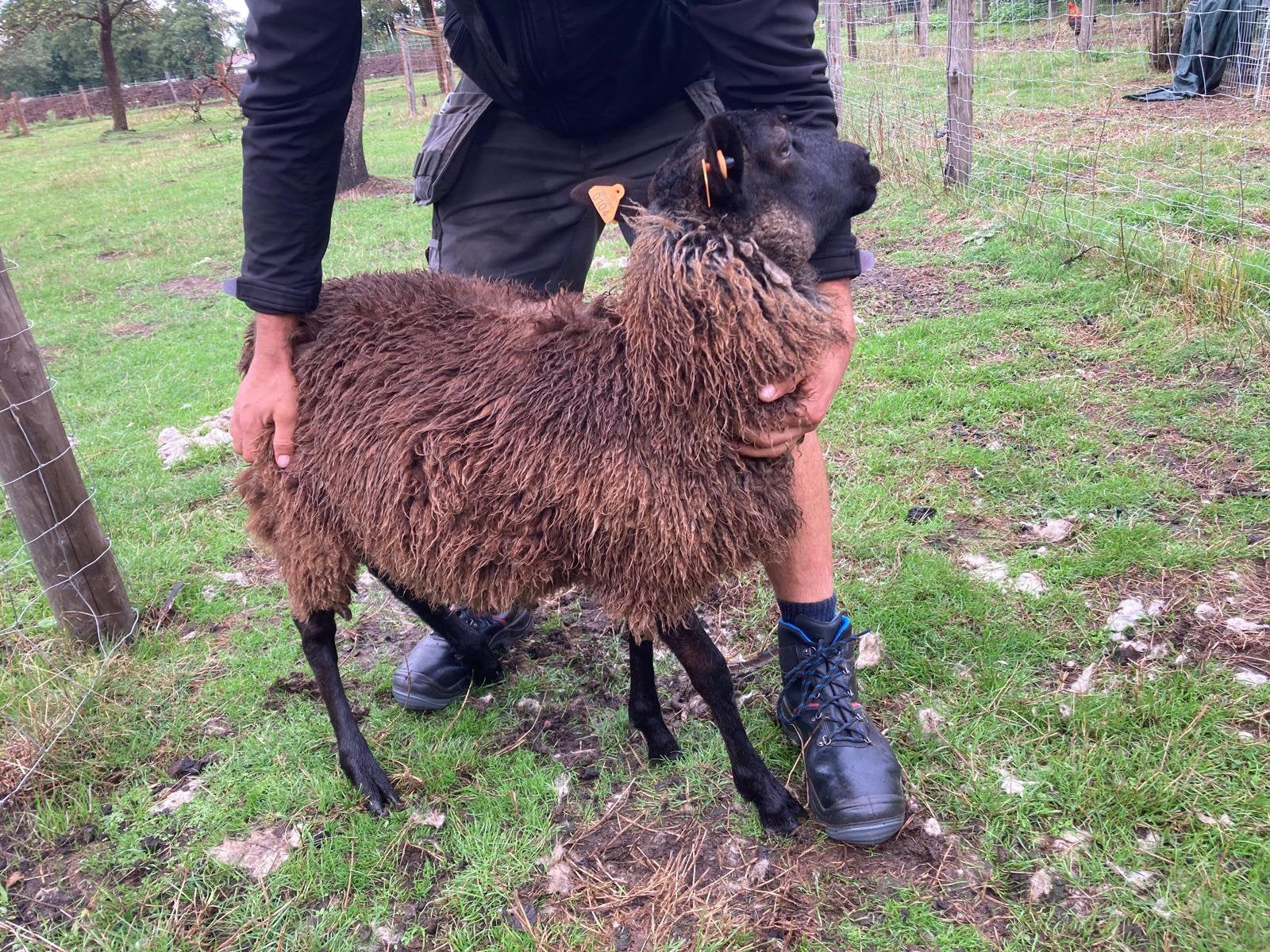 3 rammen te koop, Mâle, Mouton, 0 à 2 ans