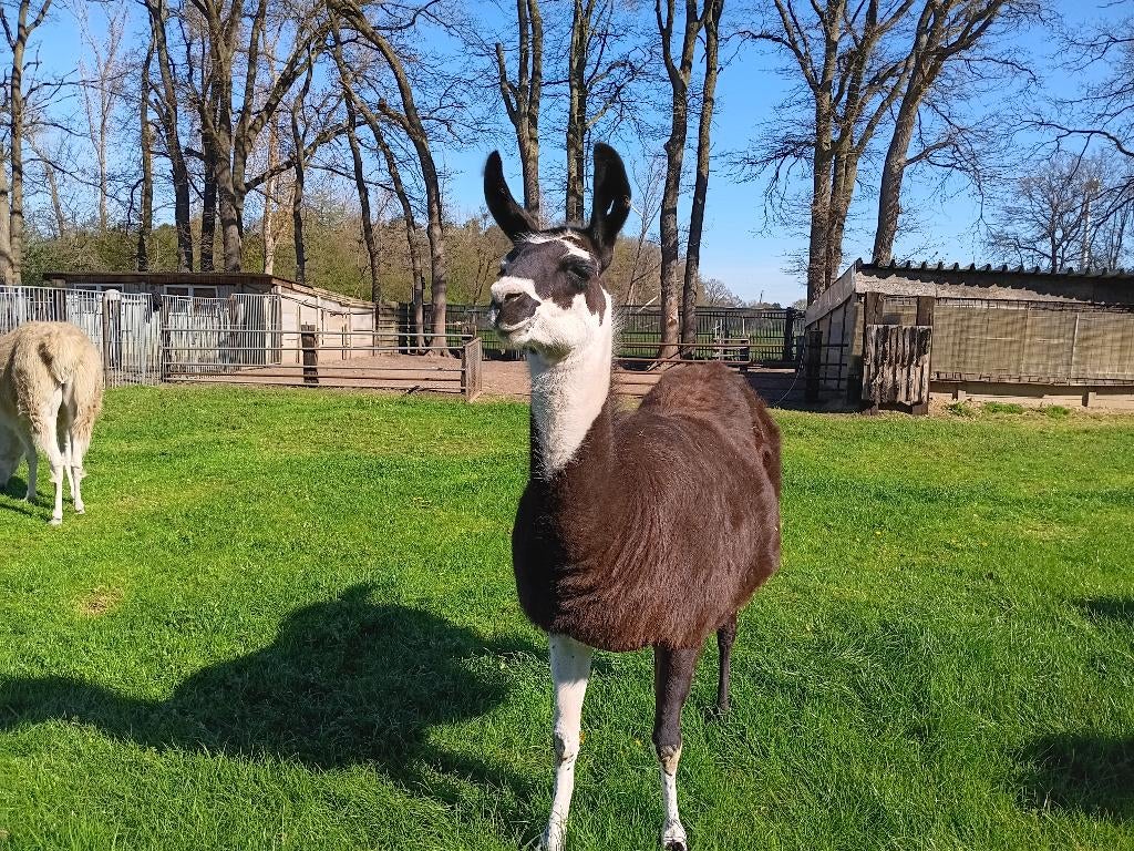 lama merrie, Dieren en Toebehoren, April