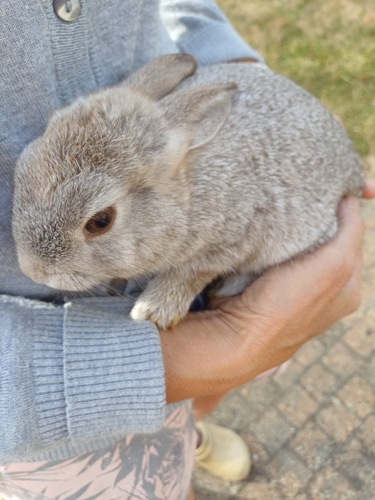 Kleurdwerg  dwergkonijn - unieke kleur, Dieren en Toebehoren, Konijnen, Mannelijk, Dwerg, 0 tot 2 jaar