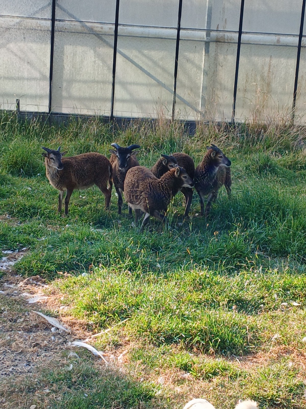 kudde soya schapen 4 ooien 1 ram 550 voor de kudde (lammen), Dieren en Toebehoren, Meerdere dieren, Schaap, 0 tot 2 jaar