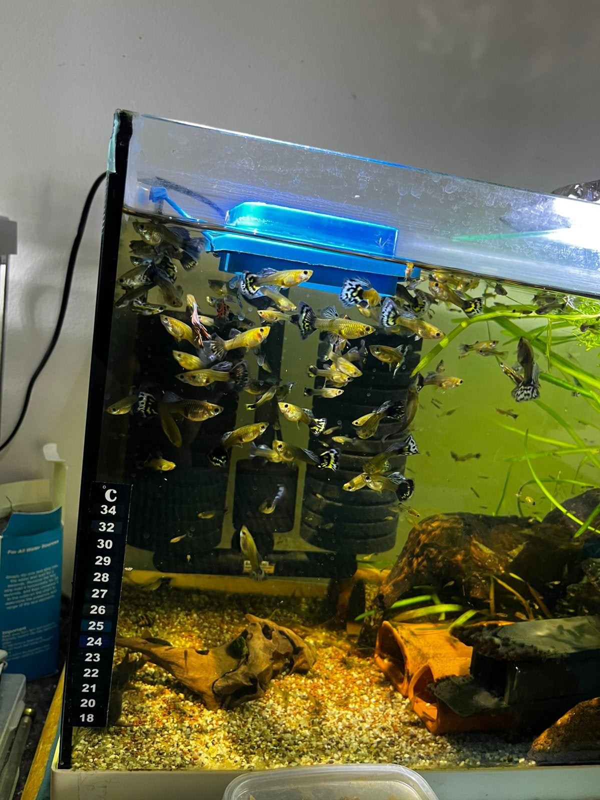 Guppy’s. 1€ stuks, Ophalen of Verzenden, Zo goed als nieuw