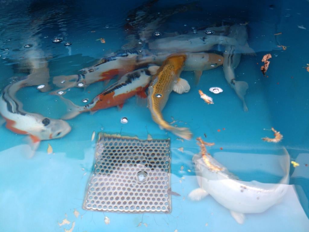 Koi - verschillende kleuren en groottes, Dieren en Toebehoren