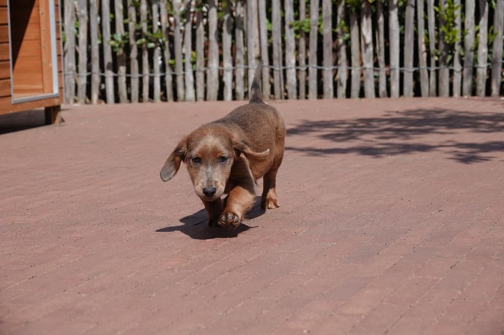 Superbes chiots teckels nains à poil long (100% belges), 15 semaines à 1 an, Éleveur | Professionnel, Poils longs, Plusieurs