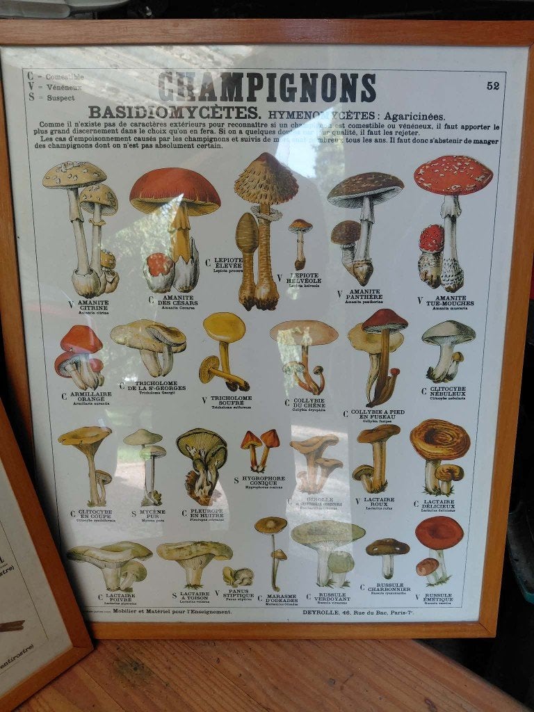 cadre avec champignon, Antiquités & Art, Enlèvement