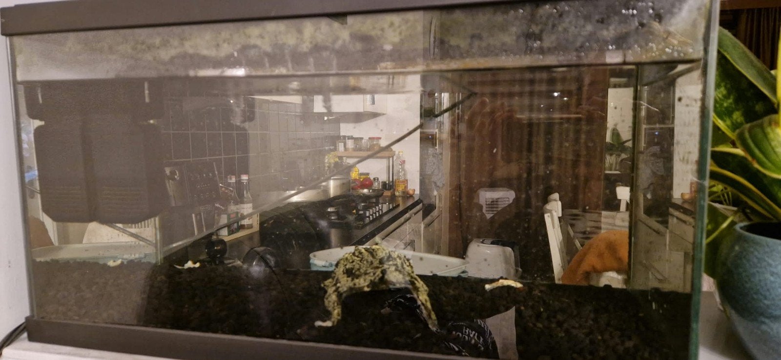 gratis zuigmeerval, Dieren en Toebehoren, Vissen | Aquariumvissen, Vis