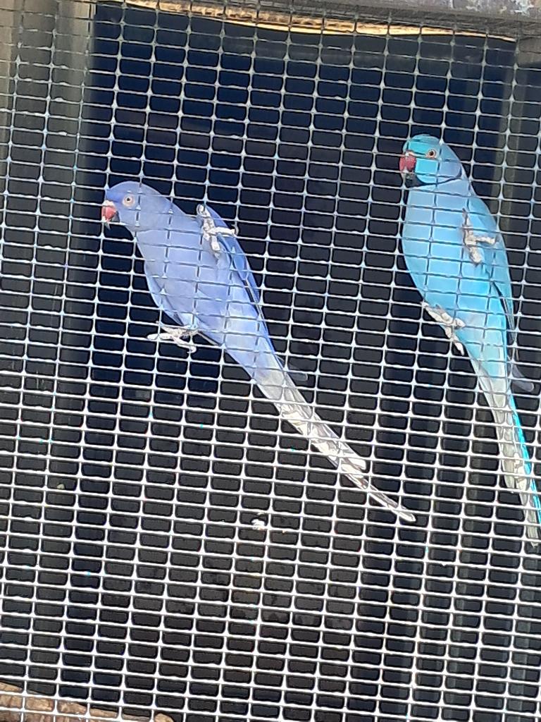 Halsbandparkieten zoeken nieuw huisje, Dieren en Toebehoren, Meerdere dieren, Parkiet, Geringd