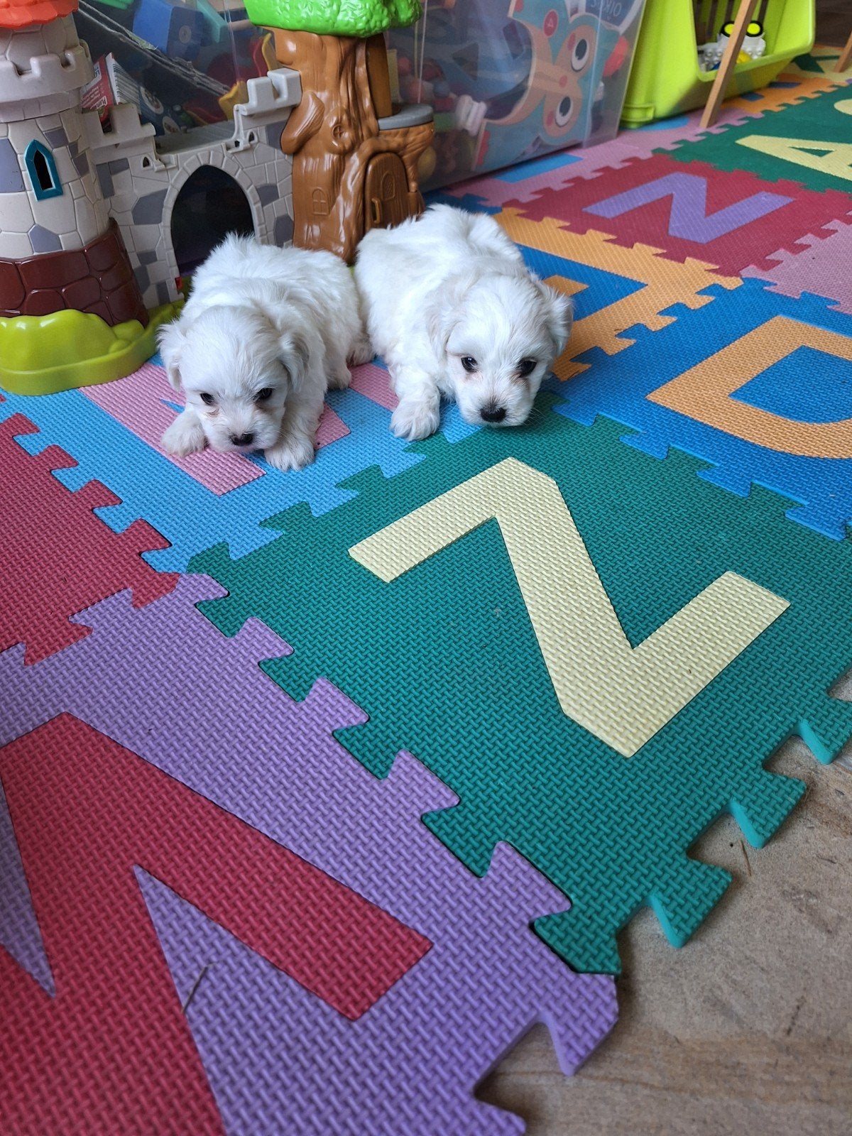 Maltezer pups, Dieren en Toebehoren, Parvo, België, Maltezer, 8 tot 15 weken