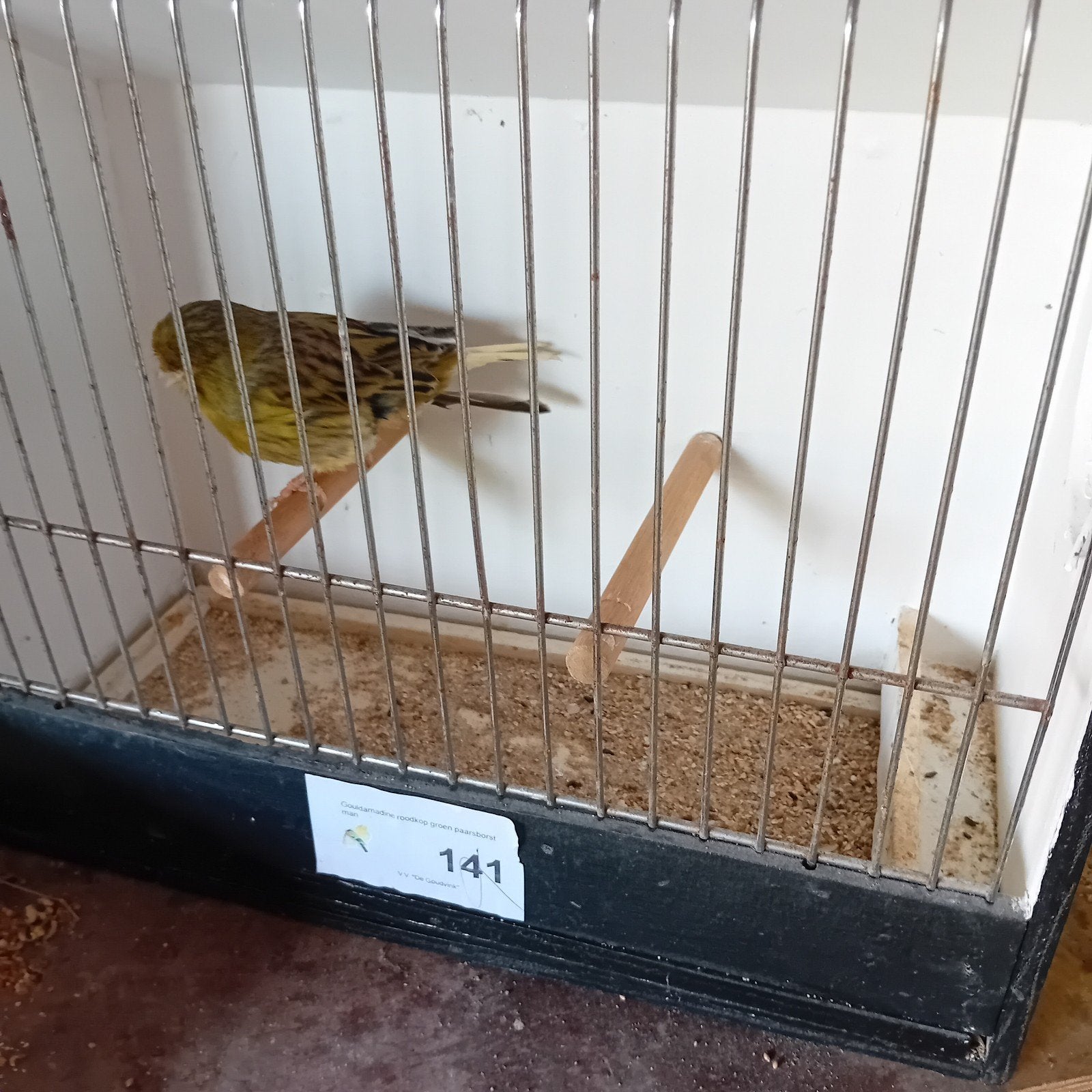 Gratis gladkop gloster, 2021,, Dieren en Toebehoren, Vogels | Kanaries