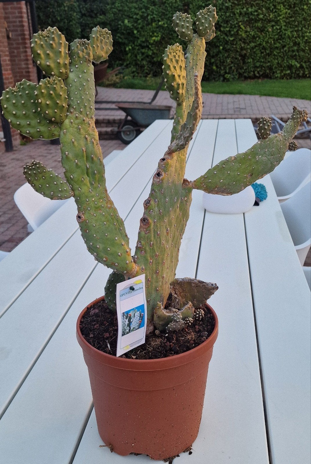 cactus, Opuntia Consolea, +-50cm, veel kleine scheutjes, Ophalen, Vaste plant, Volle zon