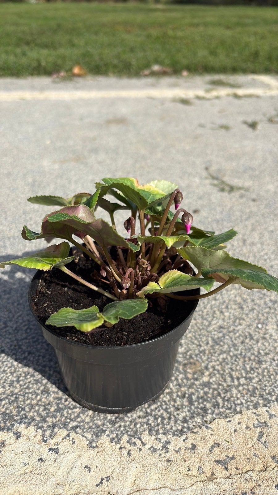 Cyclaam plant, Ophalen
