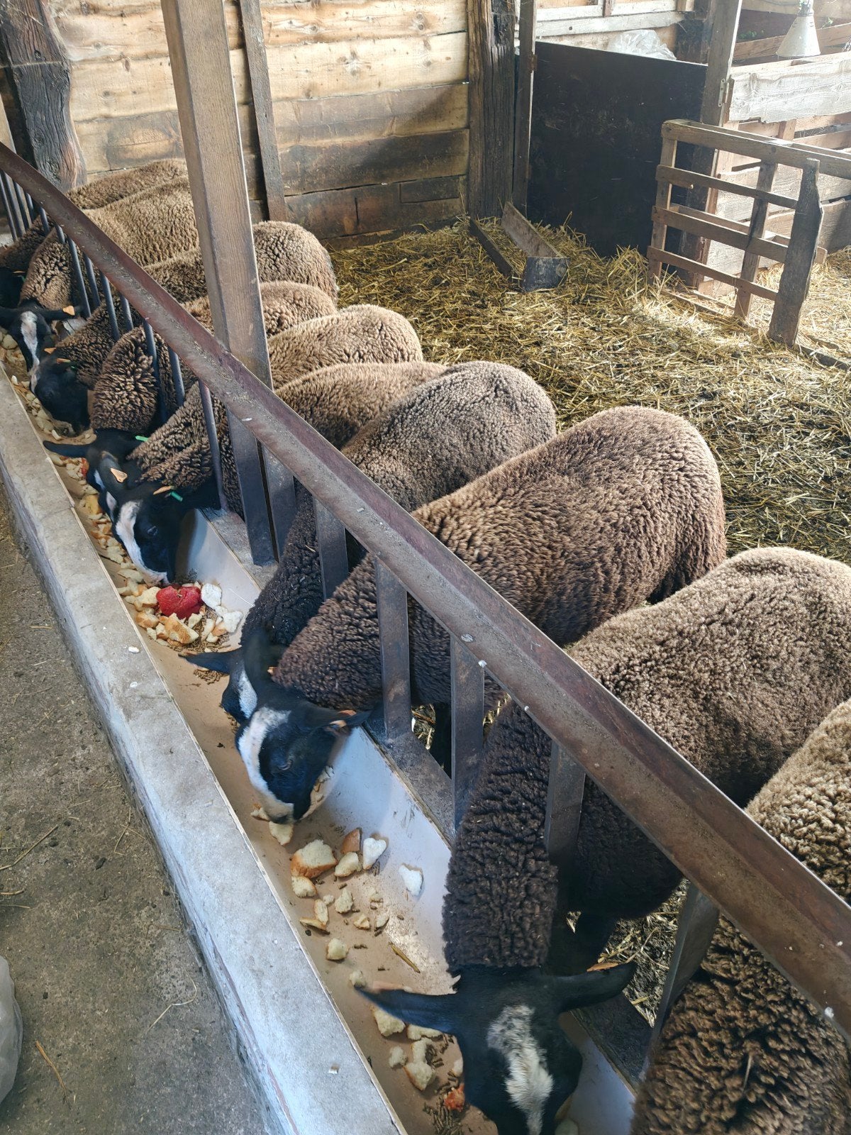 moutons béliers noirs et bleus