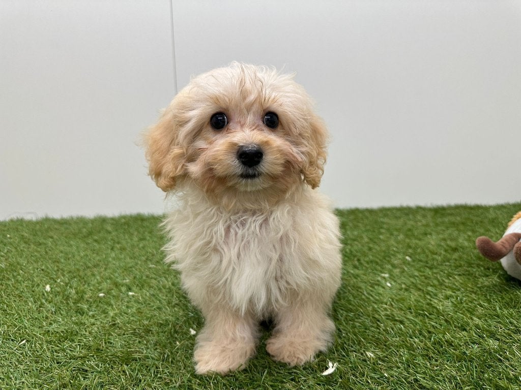 Chiots Maltipoo
