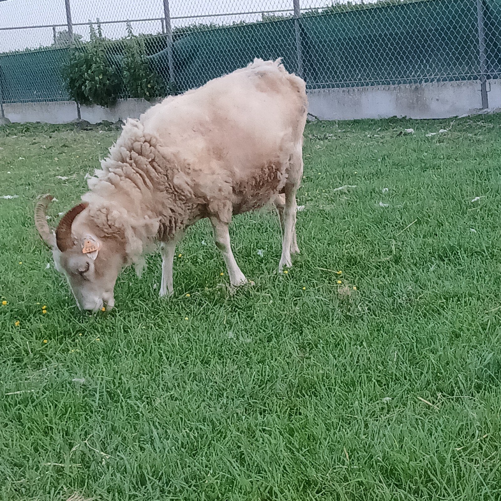 Soay ooi wit met 2 rammetjes, Dieren en Toebehoren