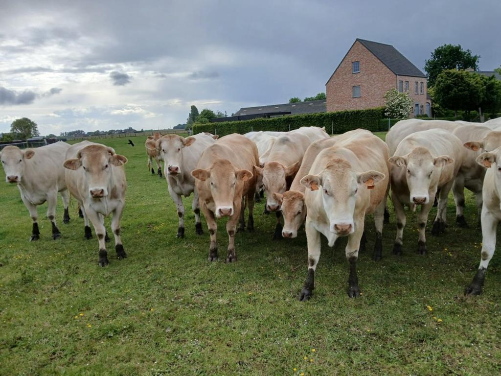 Blonde volle vaarzen/koeien