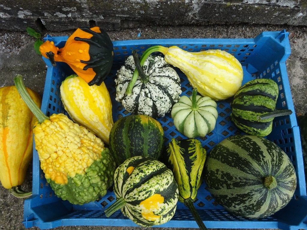 Sierfruit, Ophalen, Tweejarig, Fruitplanten