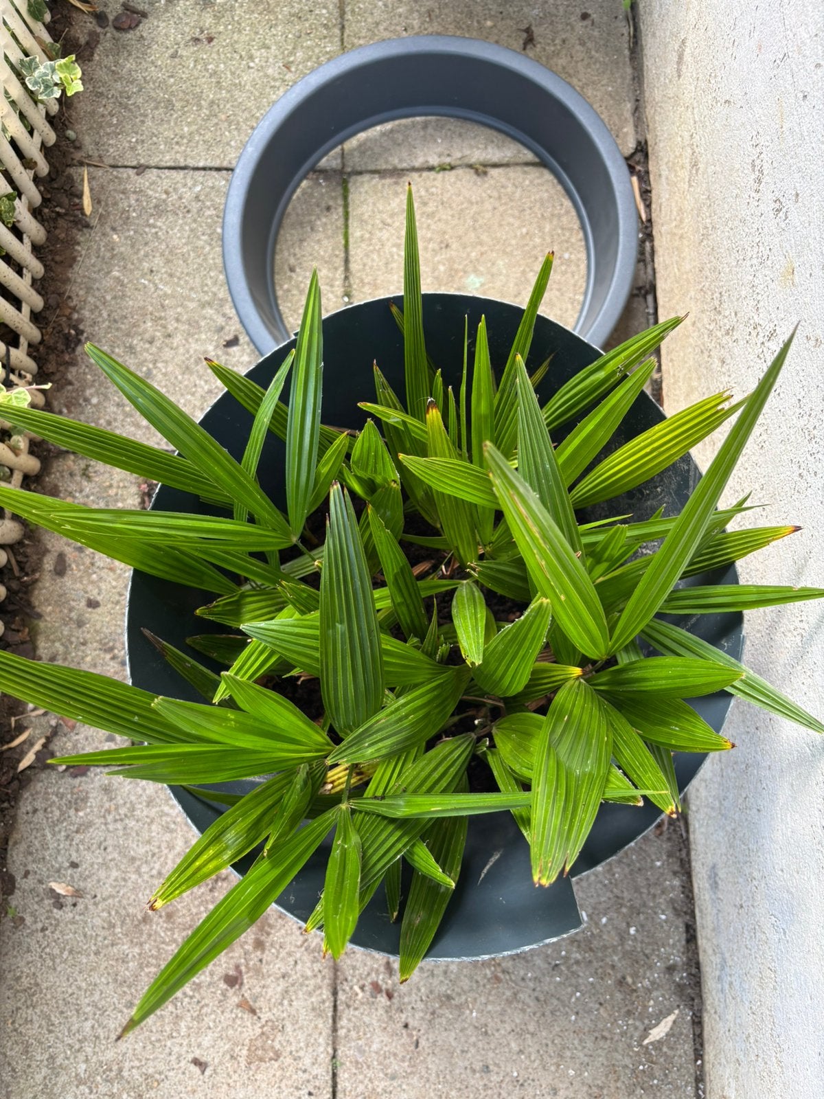 Gratis pot met palmboomstekken Trachycarpus fortuneii, Enlèvement, Printemps, Plante fixe, Autres espèces