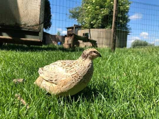 8 kwartels en 3 kuikens met veren, Dieren en Toebehoren
