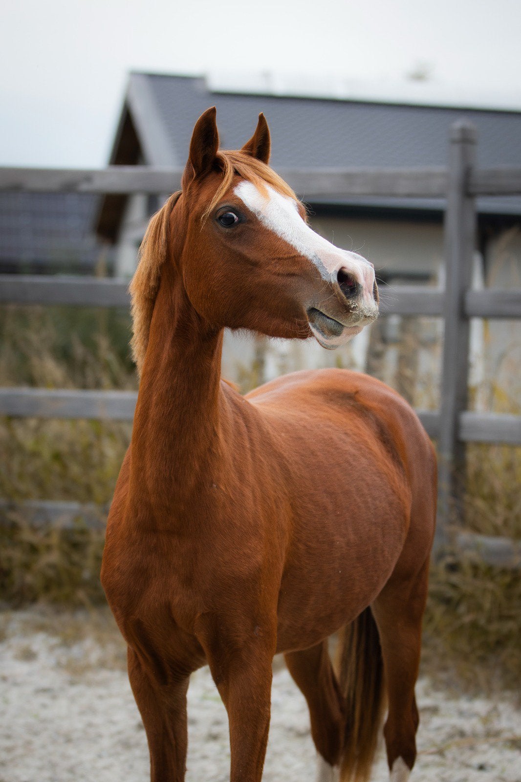 DRINGEND! 2 jarige welsh merrie, Jument