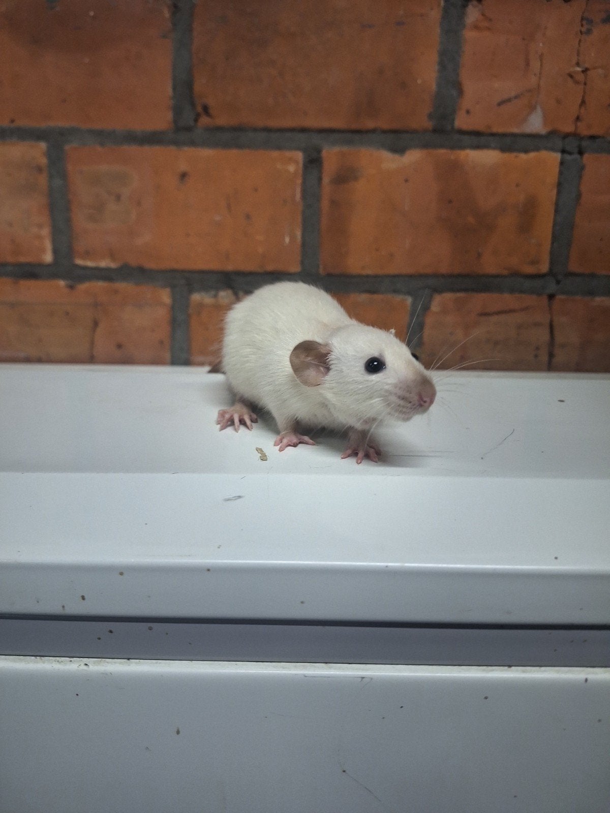 Jonge tamme ratjes, verschillende kleuren., Animaux & Accessoires, Rongeurs, Août, Rat
