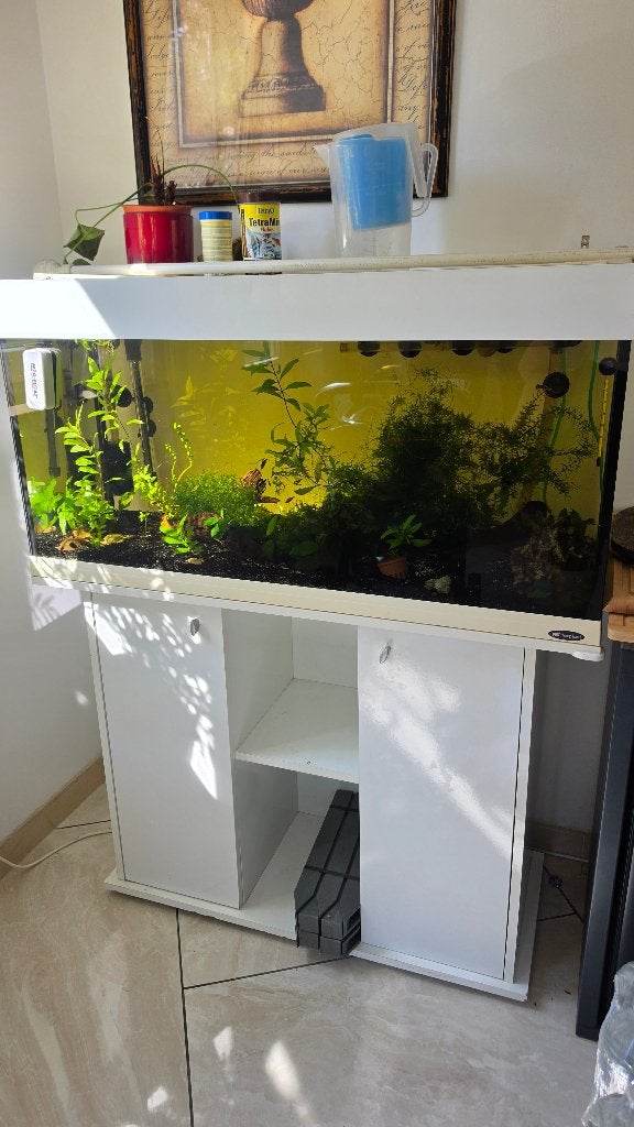 Aquarium met verschillende vissen, Dieren en Toebehoren, Ophalen, Inclusief planten, Gebruikt, Gevuld zoetwateraquarium