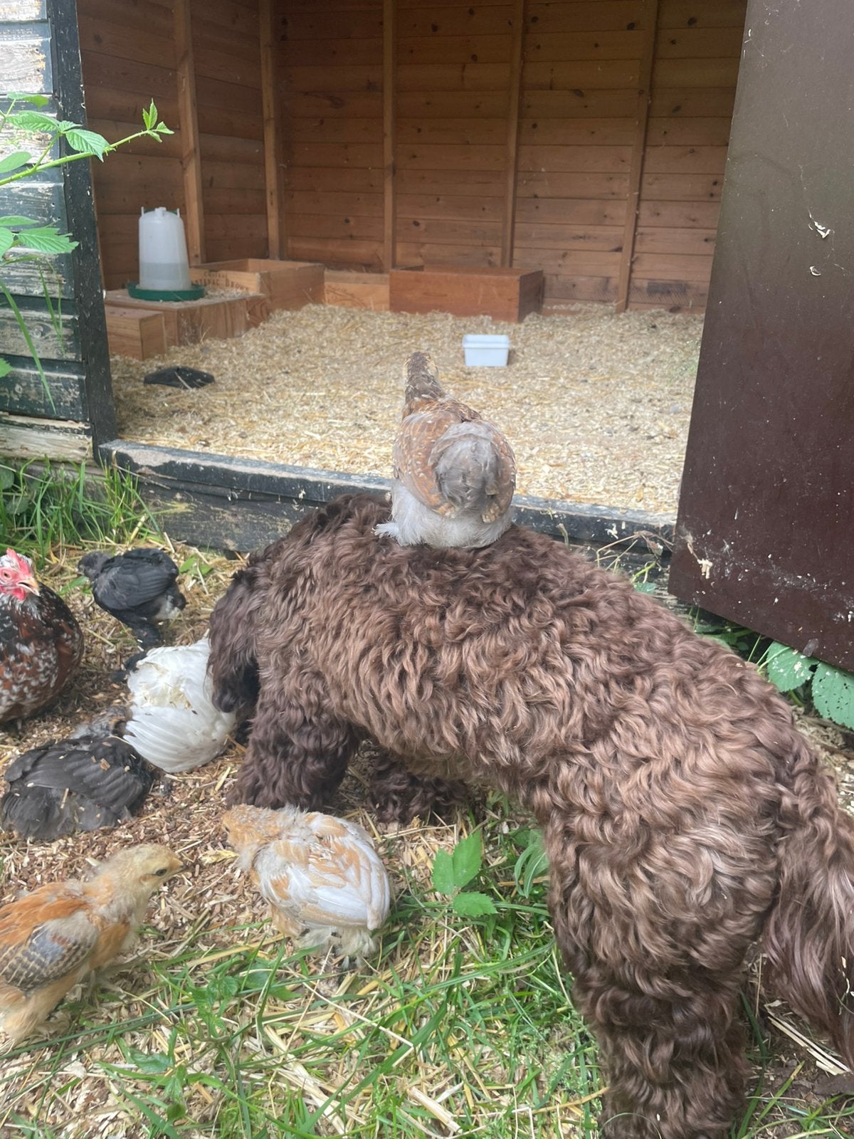3 mooie kuikens (Kleurlegger/ Easter egger), Animaux & Accessoires, Volatiles, Poule ou poulet, Sexe inconnu