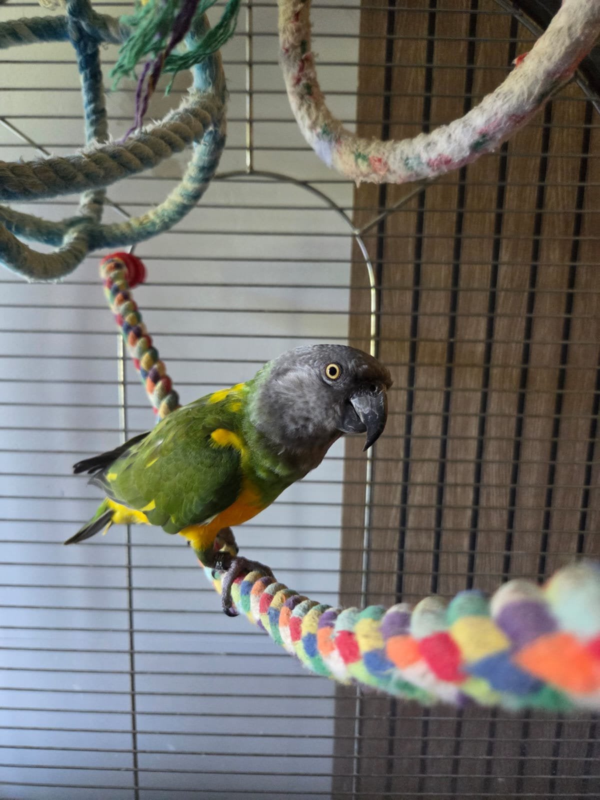 Senegalpapegaai mannetje 9 jaar, grote kooi, eten, speelgoed, Dieren en Toebehoren, Papegaai, Pratend