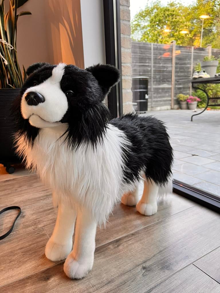 Decoratie Border Collie, 52cm hoog x 60cm lang, Enlèvement