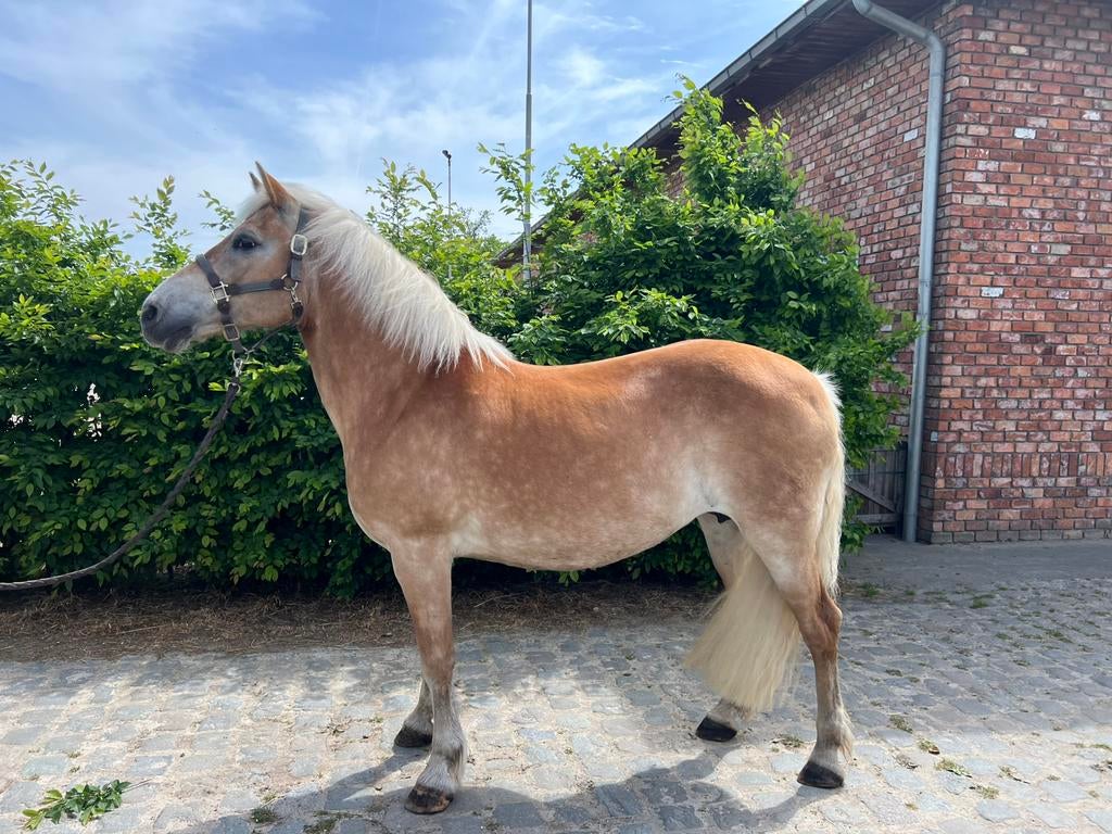 Haflinger merrie, Dieren en Toebehoren, Paarden, Merrie, Zadelmak
