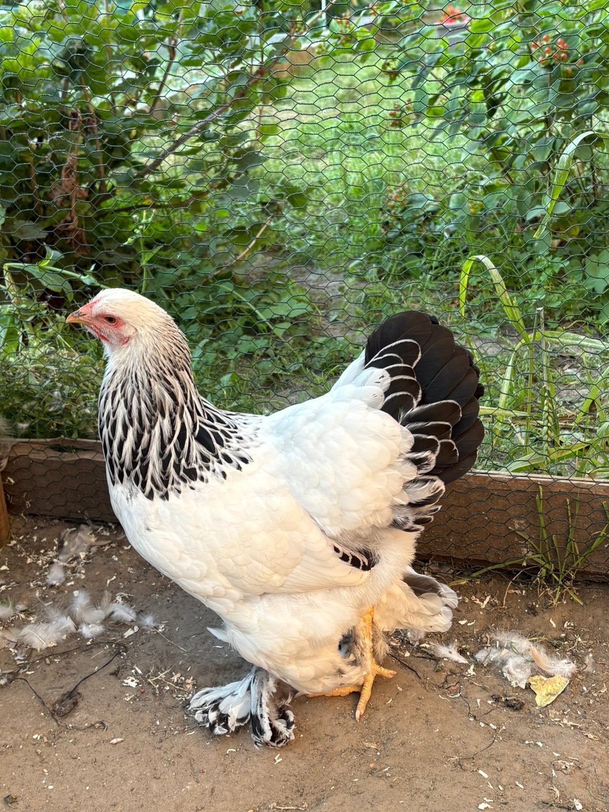 Brahma Hennen, Dieren en Toebehoren, Pluimvee, Vrouwelijk, Kip