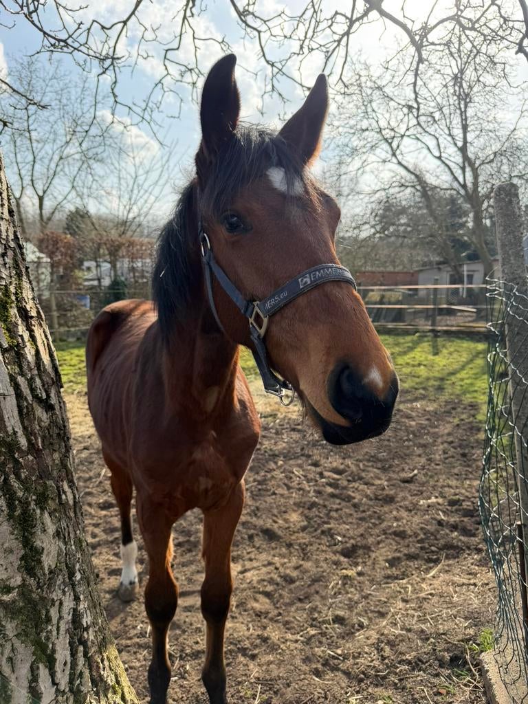 Comilfo plus Jaarling hengst, Dieren en Toebehoren, Paarden, Hengst, Z, Minder dan 160 cm, 0 tot 2 jaar, Springpaard, Met stamboom