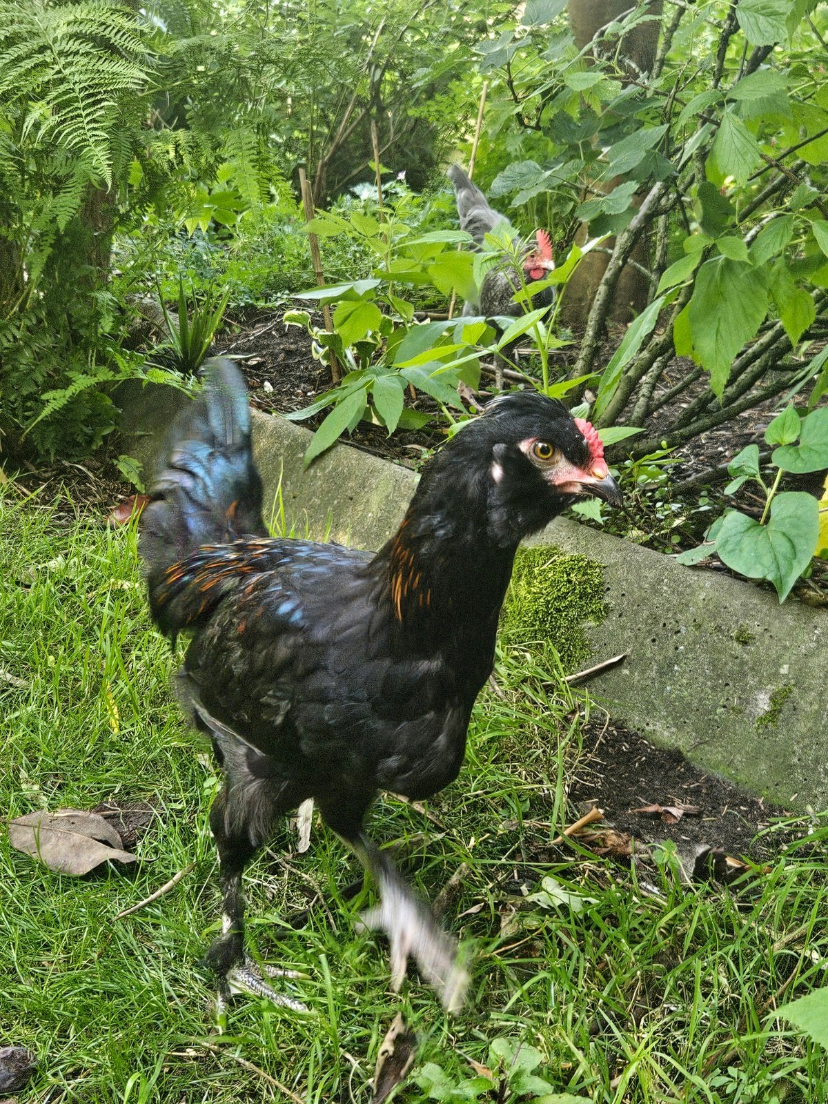 Coco Olive Egger