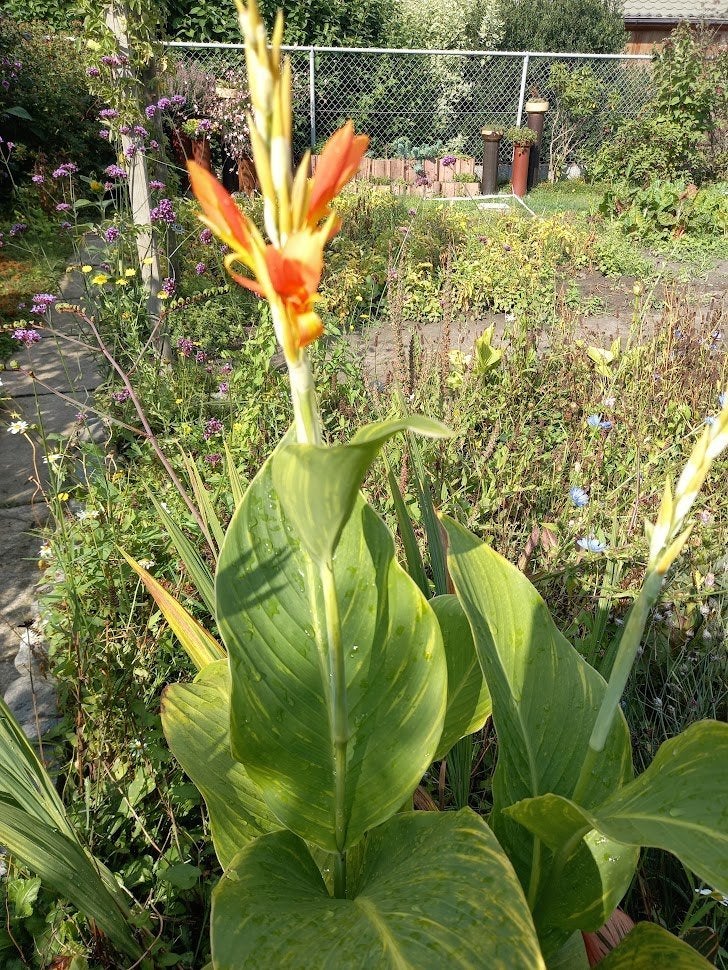 canna's /bloemriet, Tuin en Terras, Ophalen
