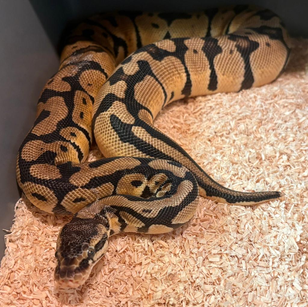 Ball Python vrouw, Dieren en Toebehoren, Slang, Tam, 0 tot 2 jaar