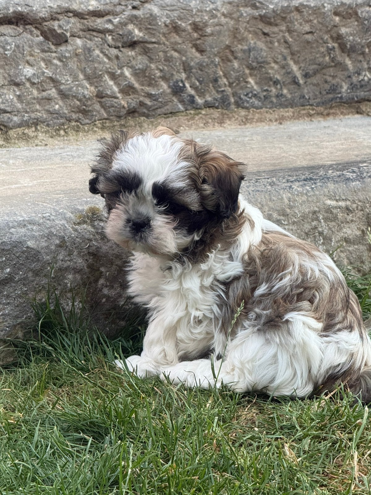 Malchi pupjes, Parvo, België, Maltezer, 8 tot 15 weken