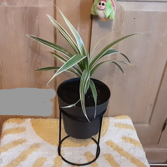 Zeer mooi kamerplant Pandanus Veitchii Variegata Schroefpalm, Ophalen of Verzenden, Palm, In pot