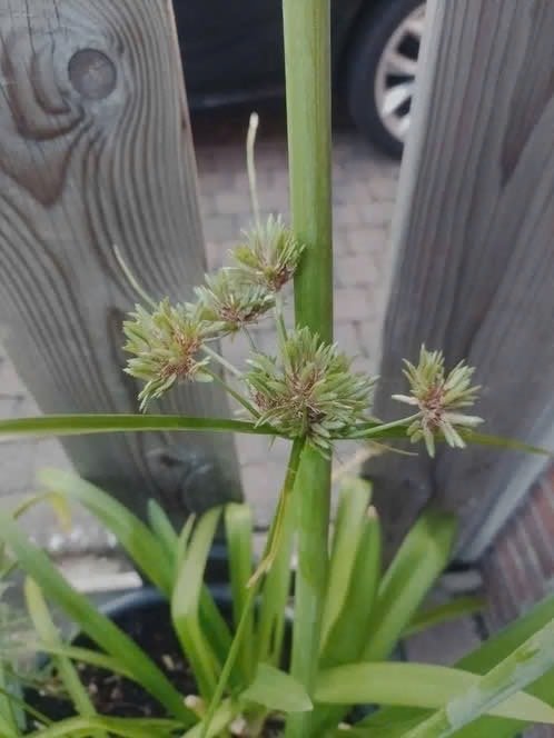 Cyperus/ parapluplant, 6 potjes voor 5 euro, vijverplant, Tuin en Terras, Ophalen, Volle zon, Vaste plant, Zomer