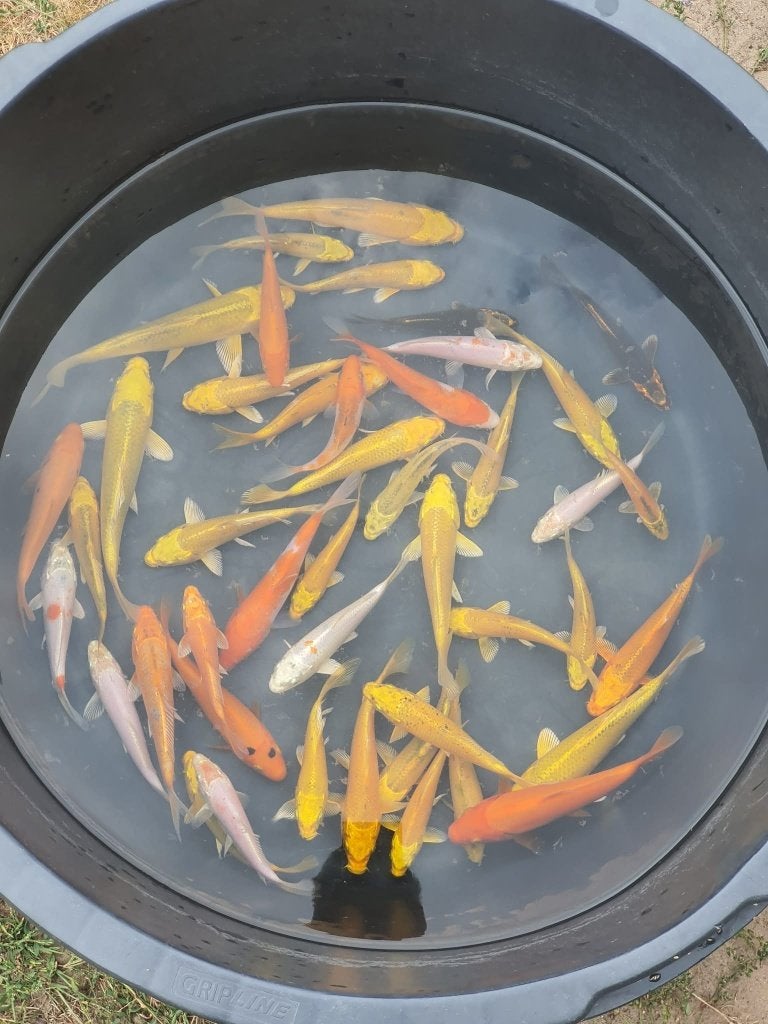 KOI TE KOOP (6–35 CM), Dieren en Toebehoren, Karper of Koi
