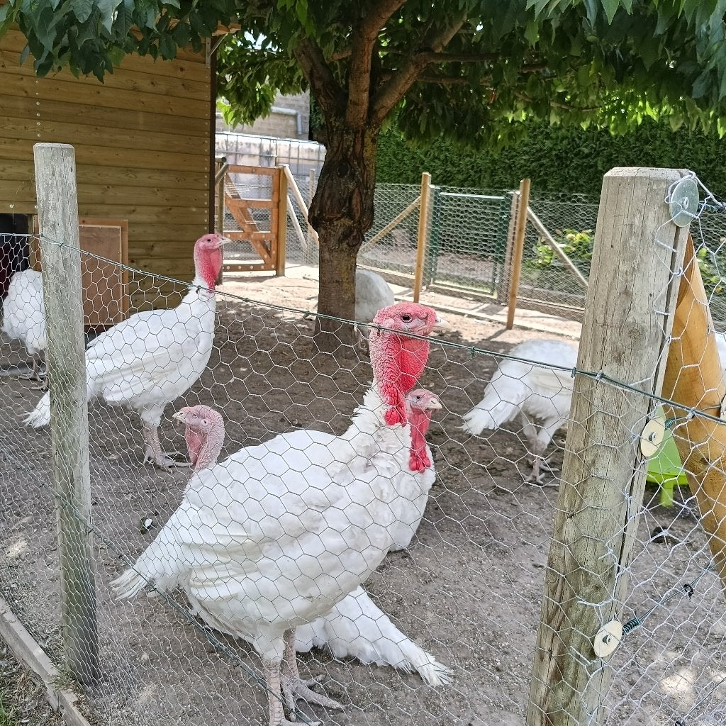 Prachtige kalkoenen., Dieren en Toebehoren, Maart, Mannelijk