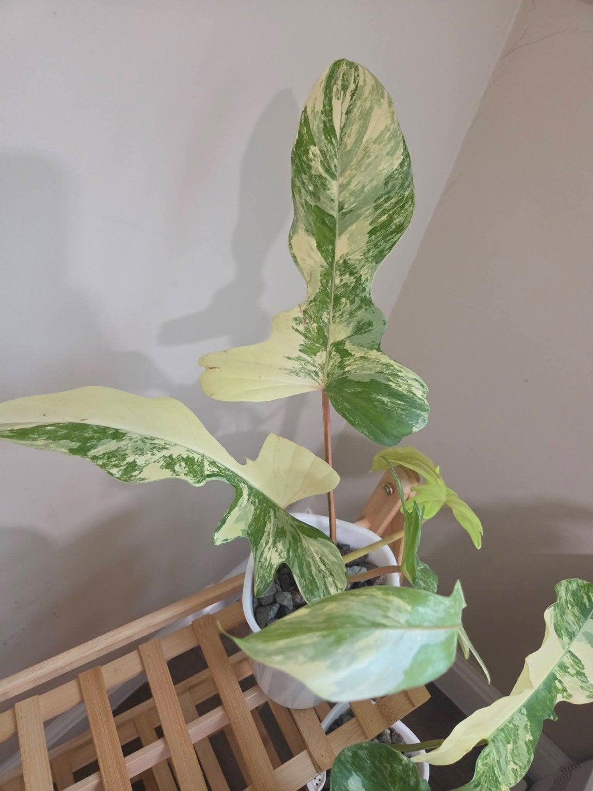 Philodendron Florida Beauty X Parsio Verde 🌱💚, Ophalen of Verzenden