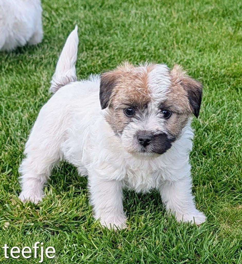 Jack Russell Terriër pups, Dieren en Toebehoren, België, Fokker | Hobbymatig, Jack Russell Terriër, 8 tot 15 weken