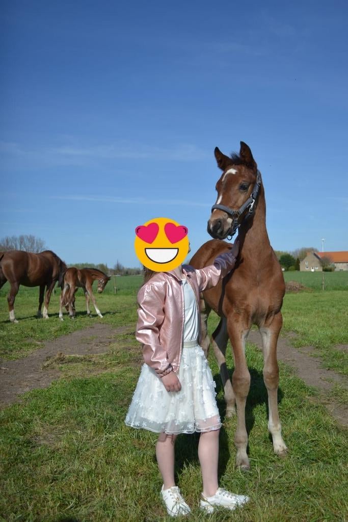 Springpaard Nuabri VD Hazewind x Clearman x Tangelo, Springpaard