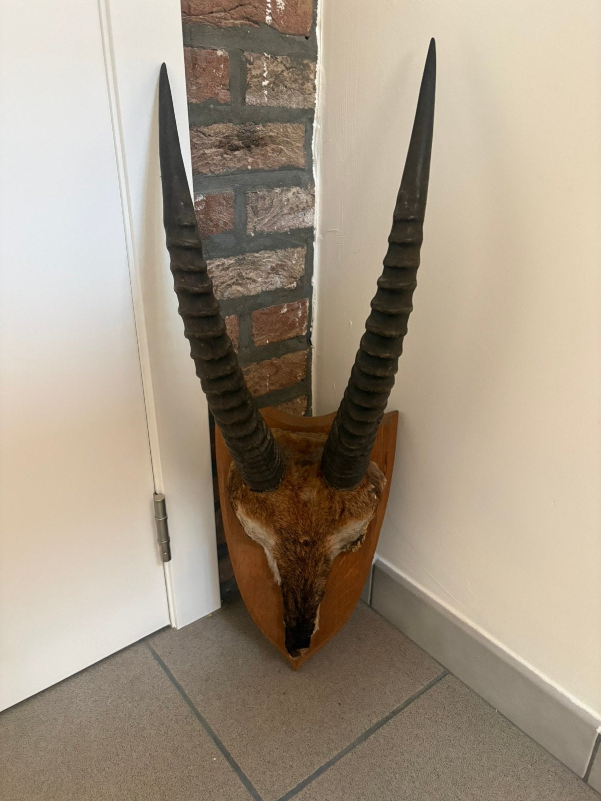 taxidermie wandmontage, Verzamelen, Dierenverzamelingen, Ophalen, Zo goed als nieuw