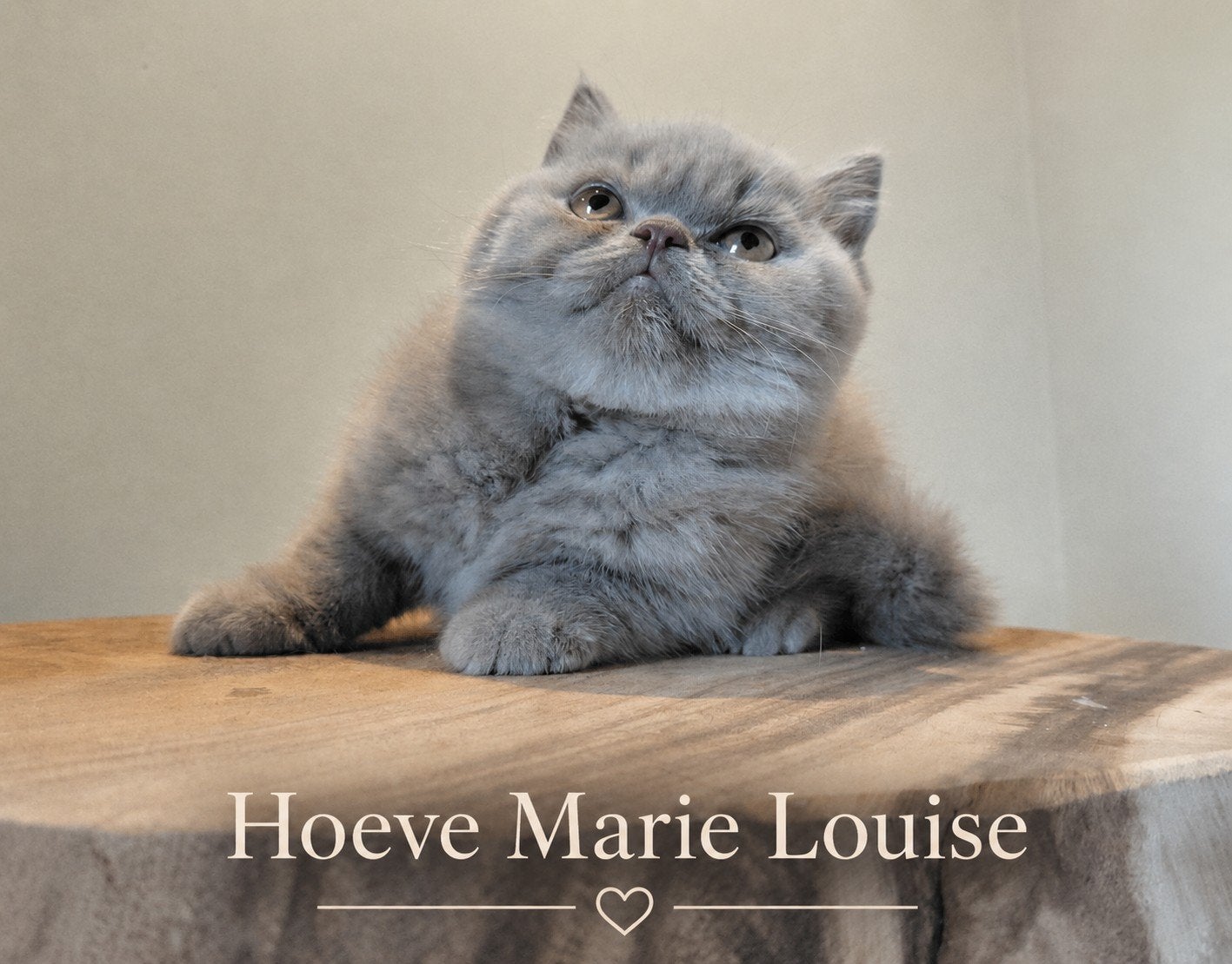 Chat britannique à poil court d'une beauté exceptionnelle, Animaux & Accessoires, Chats & Chatons | Chats de race | Poil long