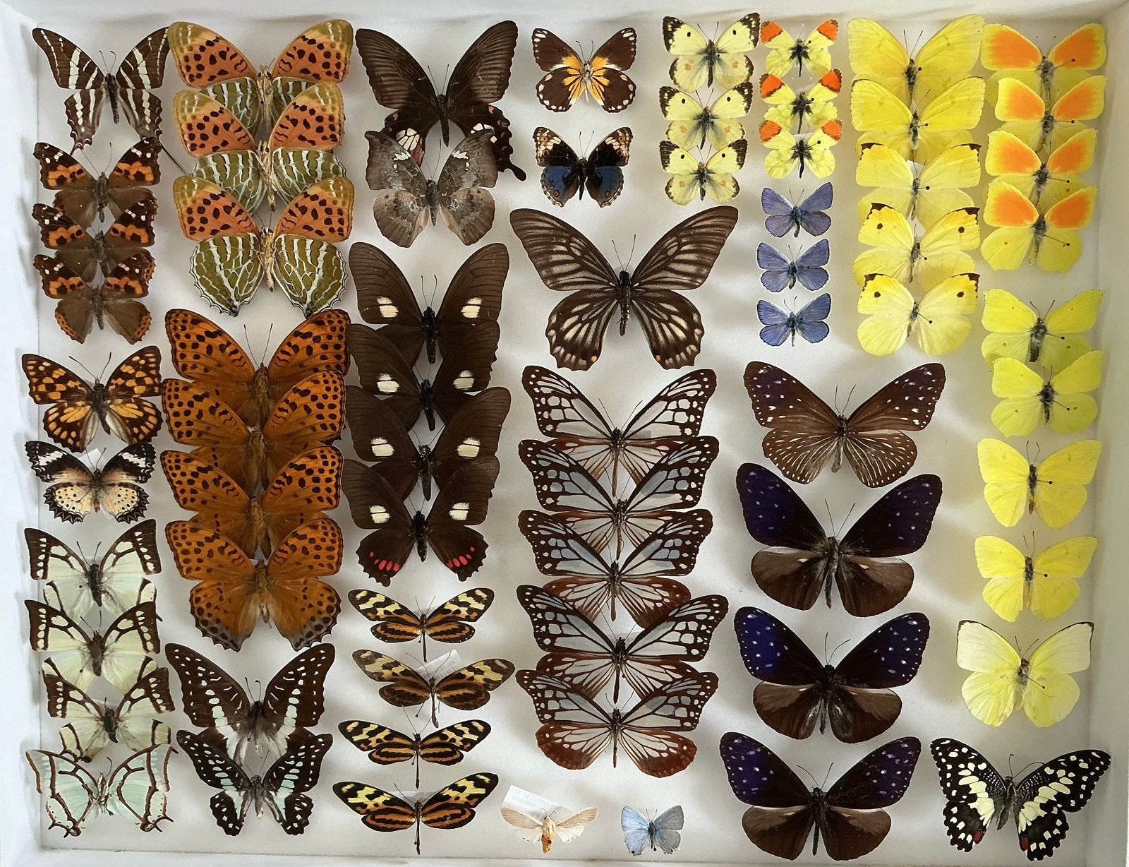 Opgezette VLINDERS voor stolp, verzameling, kaders, …, Animaux & Accessoires, Insectes & Araignées