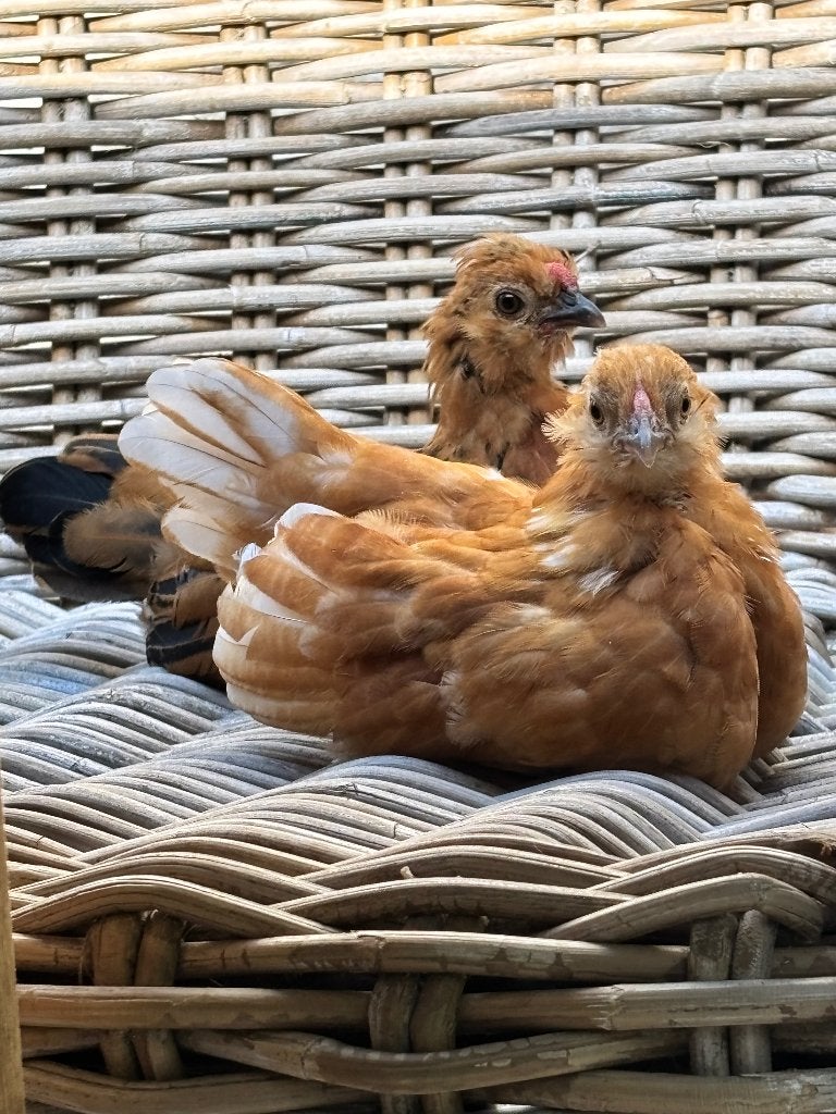 Kipjes, Plusieurs animaux, Poule ou poulet