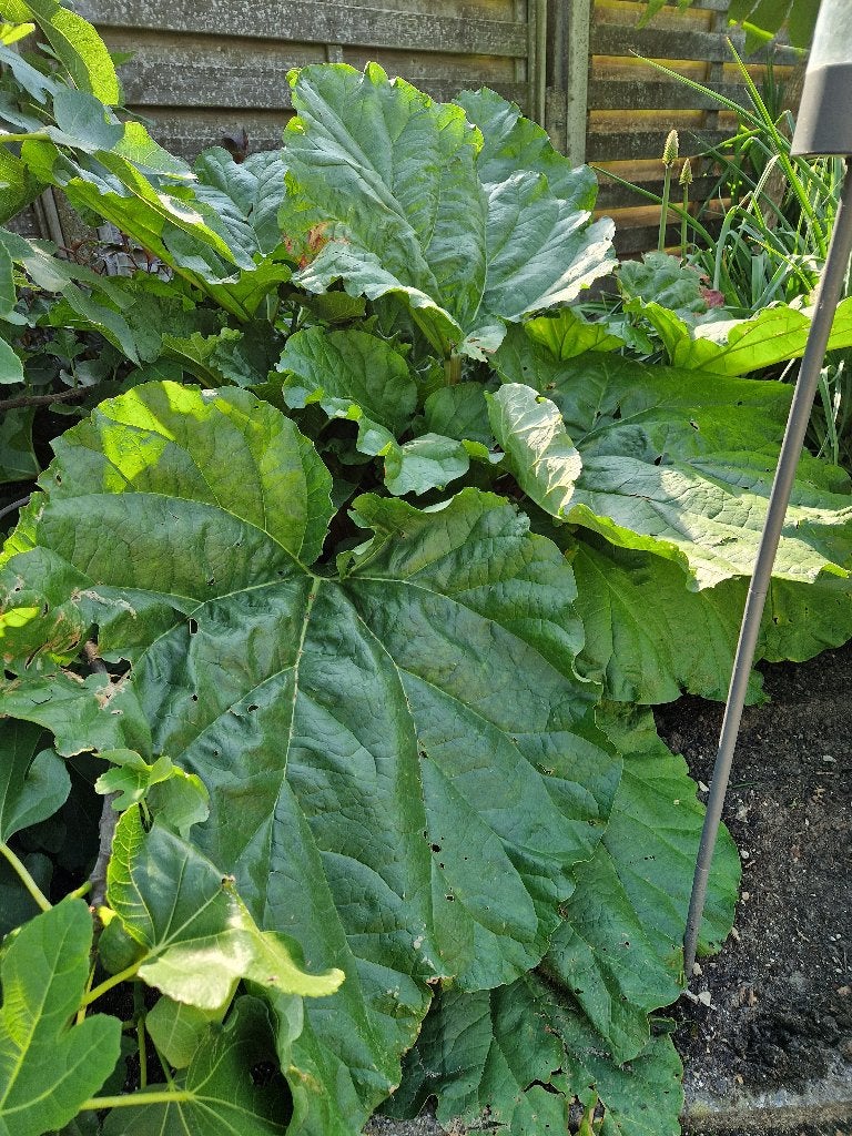 Rabarber (grote struik), Ophalen