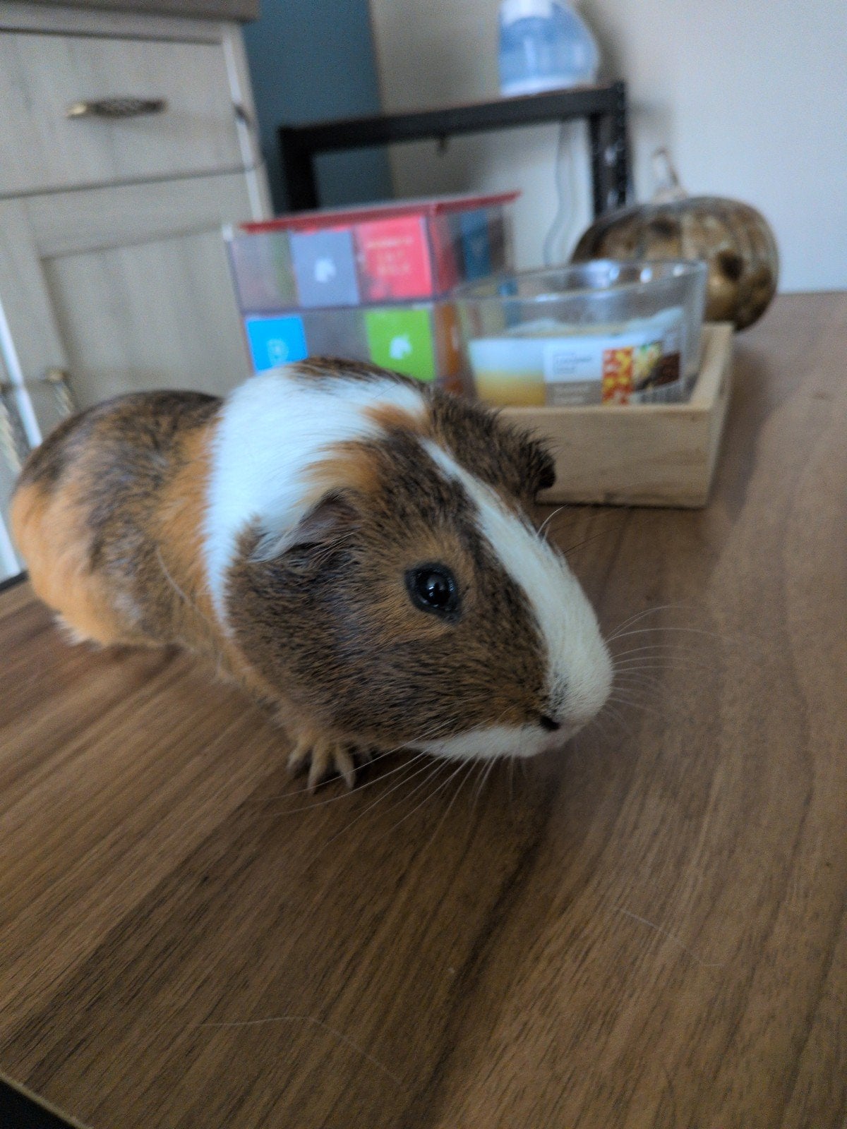 Tame mannelijke cavia te koop, Animaux & Accessoires, Rongeurs, Janvier, Cobaye, Domestique