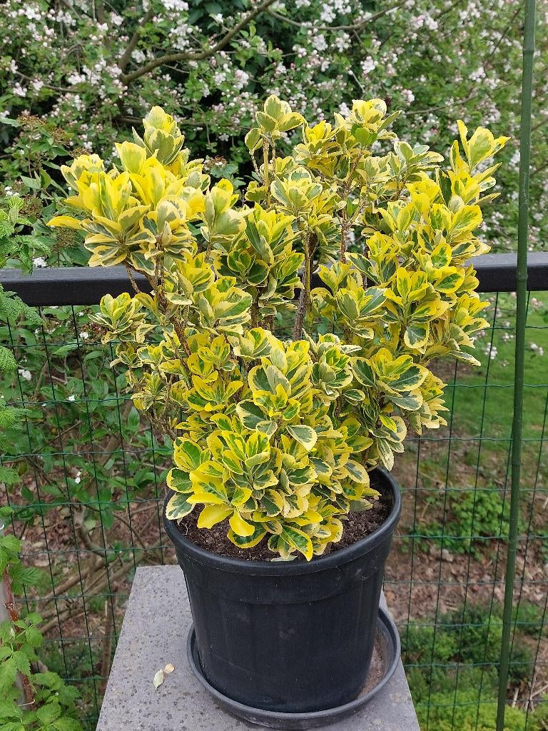 Euonymus fortunei 'Emerald 'n Gold' - fusain du Japon, Jardin & Terrasse, Plantes | Arbustes & Haies, Enlèvement, Autres espèces