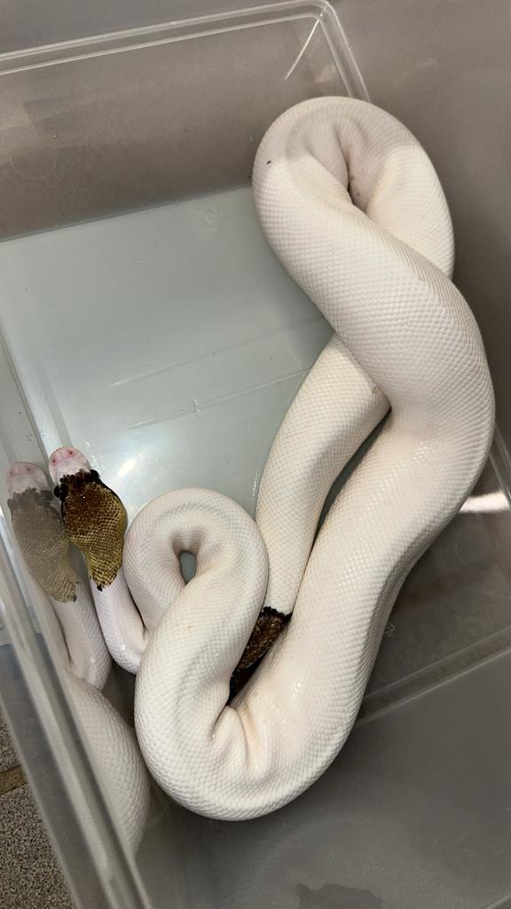 Ballpythons pied, Animaux & Accessoires, Reptiles & Amphibiens