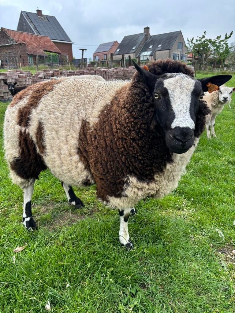 Zeer zware ram, Mâle, Mouton, 0 à 2 ans